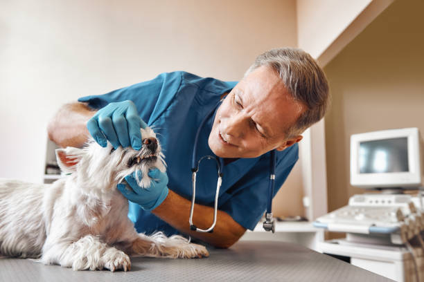 Best Root Canal Emergency Dentist  in Angier, NC
